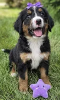 F1 Bernedoodle, a female Bernedoodle for sale in Richmond, IL – 1 of 5