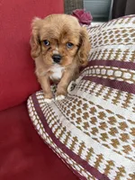 cavapoo, a male Cavapoo for sale in Richmond, IL – 5 of 5