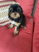 cavapoo, a female Cavapoo for sale in Richmond, IL – 4 of 5