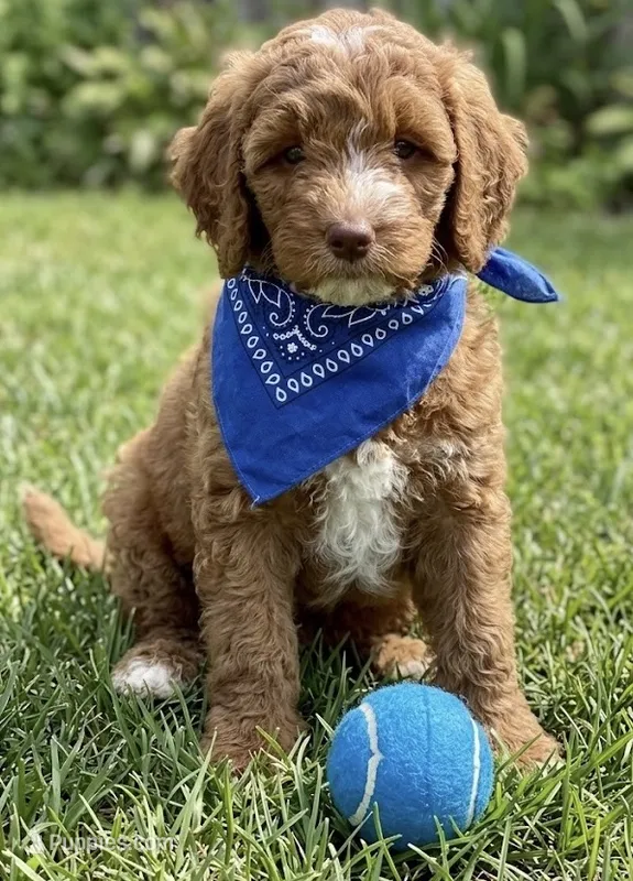 F1b Mini Goldendoodle – Miniature Goldendoodle puppy for sale in Richmond, IL