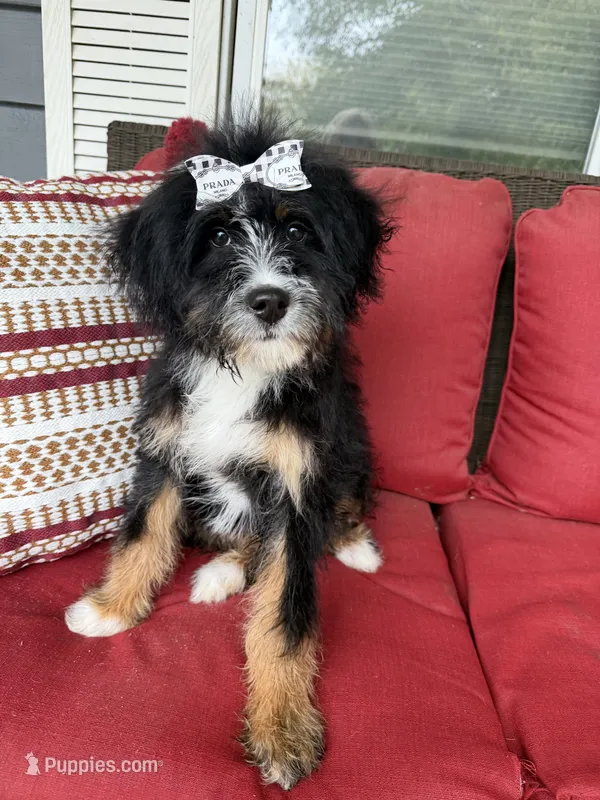 F1 Bernedoodle – Bernedoodle puppy for sale in Richmond, IL