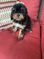 cavapoo, a female Cavapoo for sale in Richmond, IL – 1 of 5