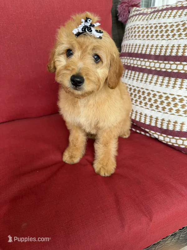 f1b mini goldendoodle – Miniature Goldendoodle puppy for sale in Richmond, IL