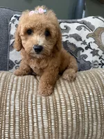 f1b mini bernedoodle, a female Poodle - Miniature  and Miniature Bernedoodle for sale in Richmond, IL – 3 of 5