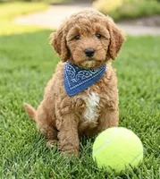 mini goldendoodle, a male Poodle - Miniature  and Miniature Goldendoodle for sale in Richmond, IL – 1 of 2