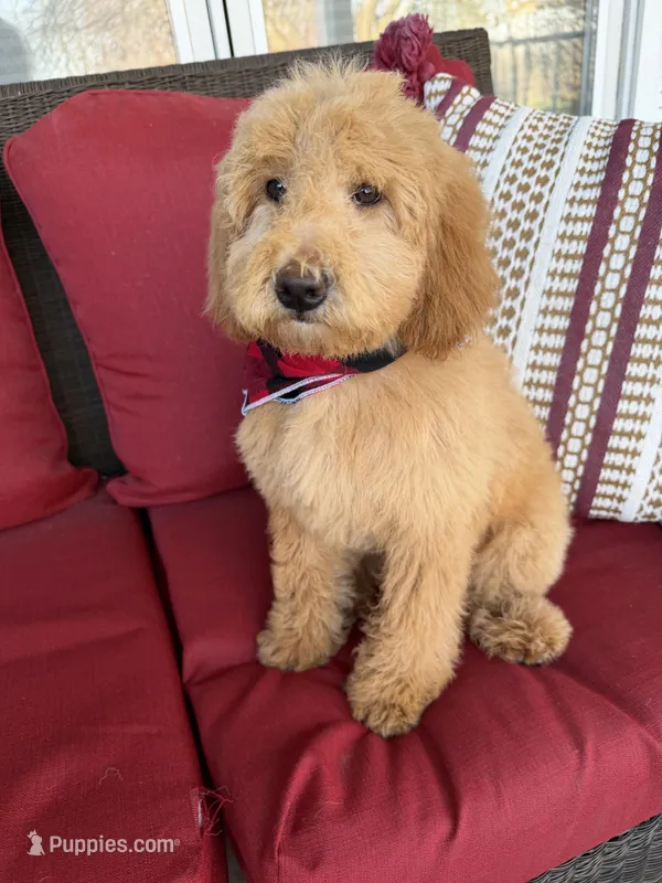mini labradoodle – Miniature Labradoodle puppy for sale in Richmond, IL
