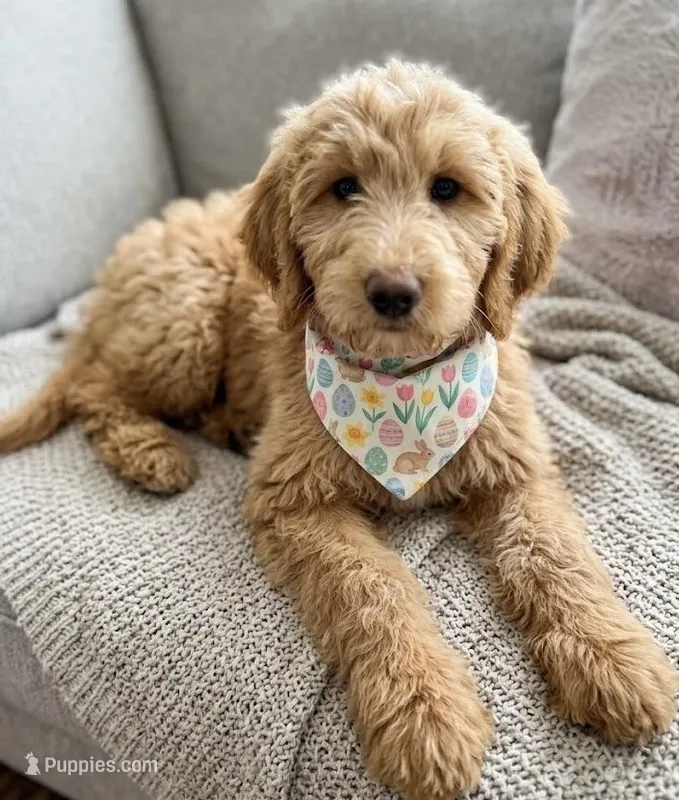 mini labradoodle – Miniature Labradoodle puppy for sale in Richmond, IL
