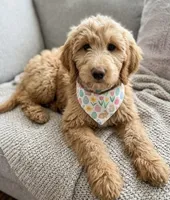 mini labradoodle, a male Miniature Labradoodle for sale in Richmond, IL – Photo 1 of 3