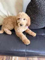 mini labradoodle, a male Miniature Labradoodle for sale in Richmond, IL – Photo 3 of 3