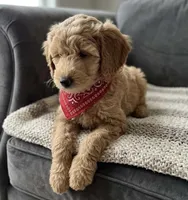 mini labradoodle, a male Miniature Labradoodle for sale in Richmond, IL – Photo 2 of 3