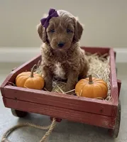Female F1B Mini Goldendoodle, a female Miniature Goldendoodle for sale in Richmond, IL – 4 of 4