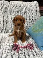 MINI GOLDENDOODLE, a female Poodle - Miniature  and Miniature Goldendoodle for sale in Richmond, IL – Photo 9 of 10
