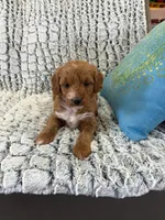 MINI GOLDENDOODLE, a female Poodle - Miniature  and Miniature Goldendoodle for sale in Richmond, IL – Photo 10 of 10