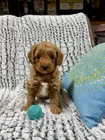 MINI GOLDENDOODLE, a female Poodle - Miniature  and Miniature Goldendoodle for sale in Richmond, IL – Photo 7 of 10