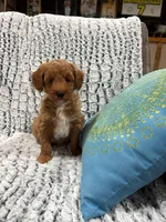 MINI GOLDENDOODLE, a female Poodle - Miniature  and Miniature Goldendoodle for sale in Richmond, IL – Photo 4 of 10