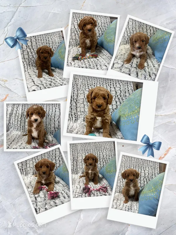 MINI GOLDENDOODLE, a female Poodle - Miniature  and Miniature Goldendoodle for sale in Richmond, IL – Photo 1 of 10