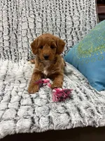 MINI GOLDENDOODLE, a female Poodle - Miniature  and Miniature Goldendoodle for sale in Richmond, IL – Photo 6 of 10