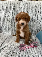 MINI GOLDENDOODLE, a female Poodle - Miniature  and Miniature Goldendoodle for sale in Richmond, IL – Photo 8 of 10