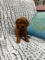 MINI GOLDENDOODLE, a female Poodle - Miniature  and Miniature Goldendoodle for sale in Richmond, IL – Photo 3 of 10