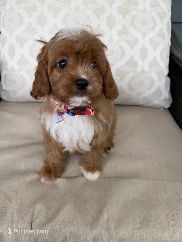 cavapoo – Cavapoo puppy for sale in Richmond, IL