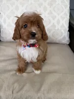 cavapoo, a male Cavapoo for sale in Richmond, IL – 1 of 4