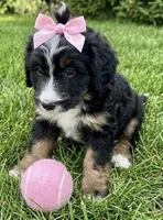 F1 Bernedoodle, a male Bernedoodle for sale in Richmond, IL – 4 of 8