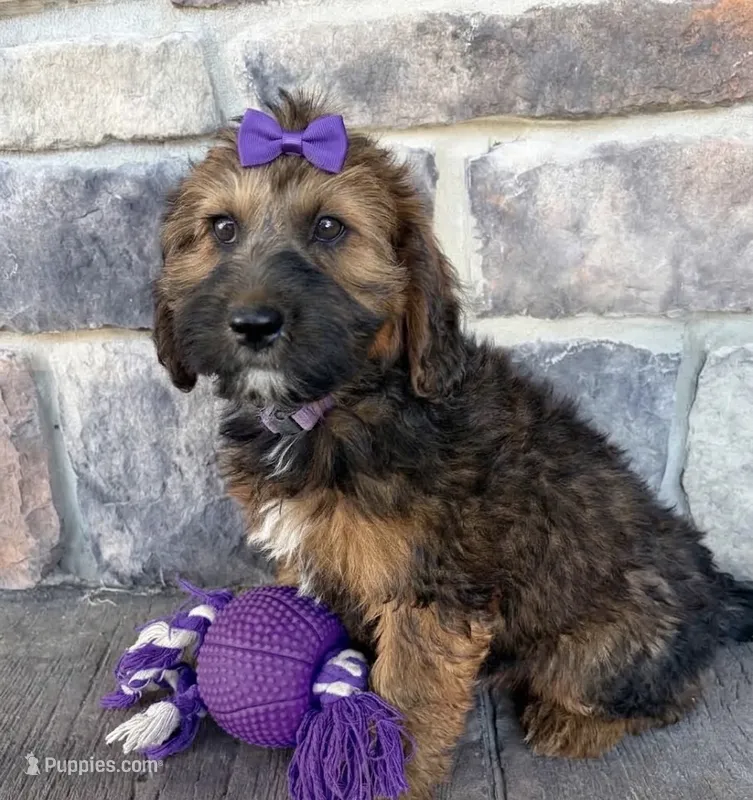 whoodle – Whoodle puppy for sale in Richmond, IL