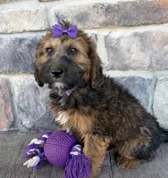 whoodle, a female Whoodle for sale in Richmond, IL – 1 of 3