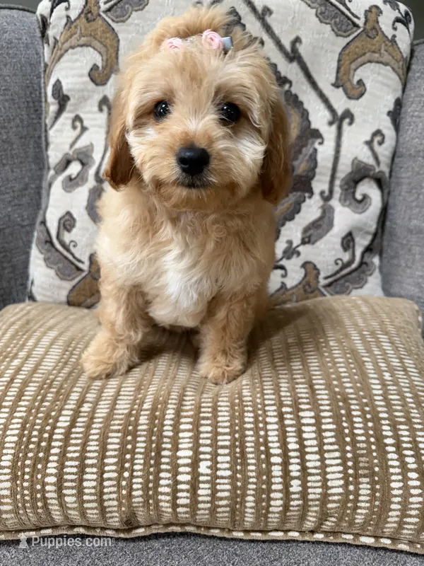 f1b mini goldendoodle – Miniature Goldendoodle puppy for sale in Richmond, IL