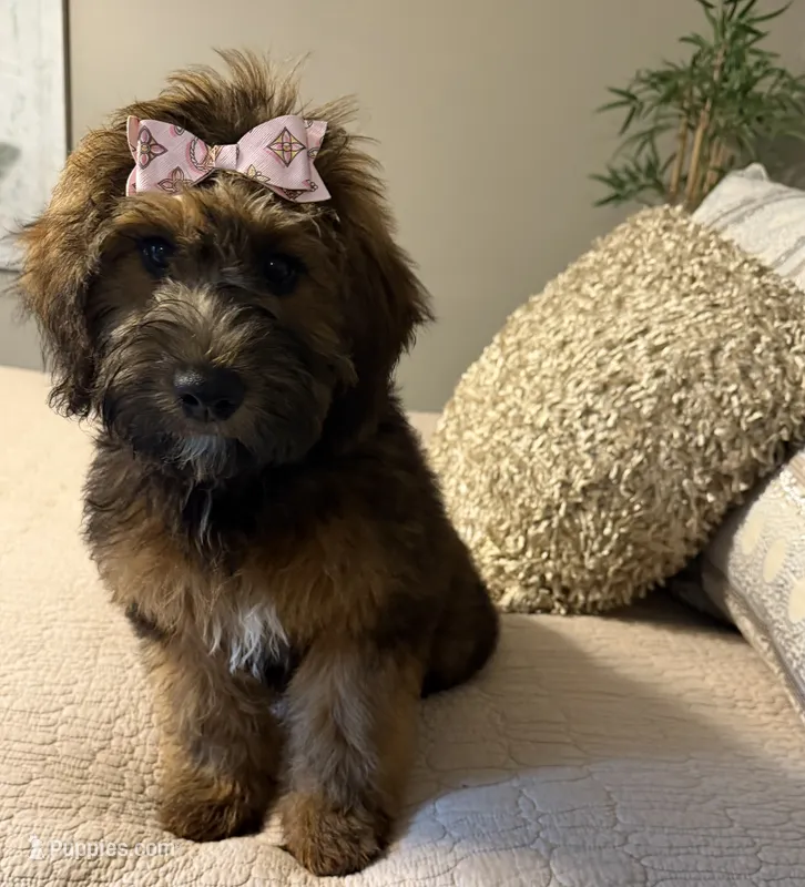 whoodle – Whoodle puppy for sale in Richmond, IL
