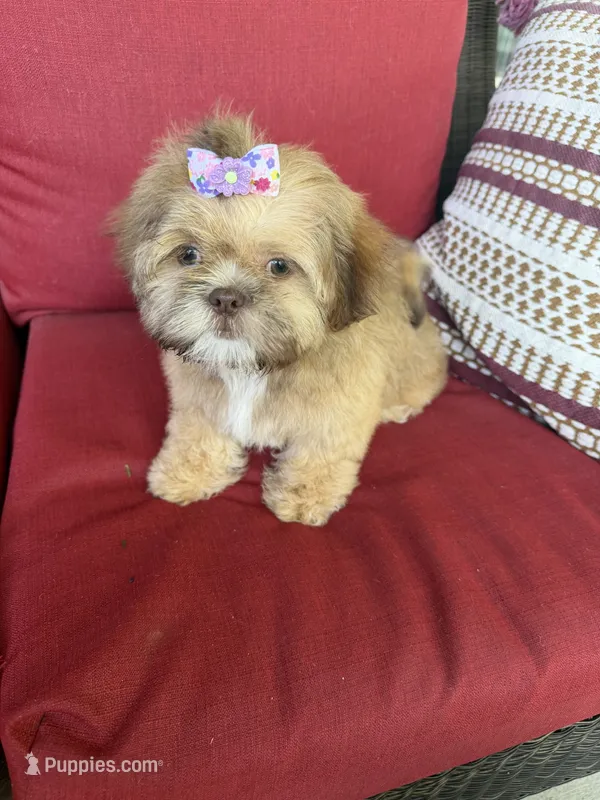 Shih tzu – Shih Tzu puppy for sale in Richmond, IL