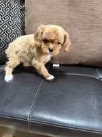 cavapoo, a male Cavapoo for sale in Richmond, IL – 4 of 5