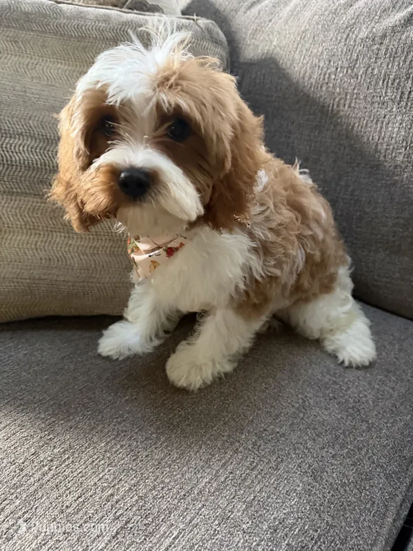 cavapoo – Cavapoo puppy for sale in Richmond, IL