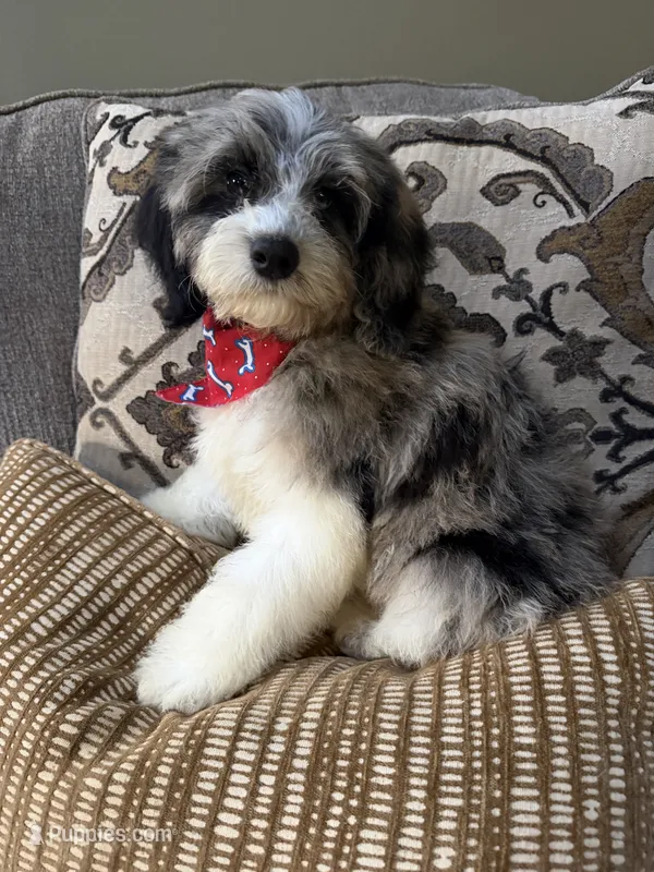 cockapoo – Cockapoo puppy for sale in Richmond, IL