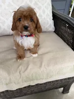 cavapoo, a male Cavapoo for sale in Richmond, IL – 2 of 4
