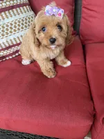 cavapoo, a female Cavapoo for sale in Richmond, IL – 3 of 4