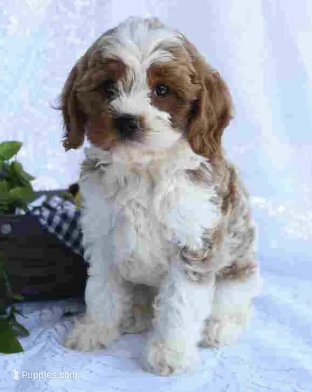 cavapoo – Cavapoo puppy for sale in Richmond, IL