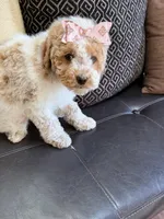 mini bernedoodle f1b, a female Poodle - Miniature  and Miniature Bernedoodle for sale in Richmond, IL – Photo 7 of 7