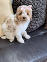 mini bernedoodle f1b, a female Poodle - Miniature  and Miniature Bernedoodle for sale in Richmond, IL – Photo 5 of 7