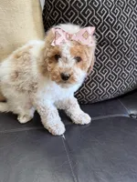 mini bernedoodle f1b, a female Poodle - Miniature  and Miniature Bernedoodle for sale in Richmond, IL – Photo 6 of 7