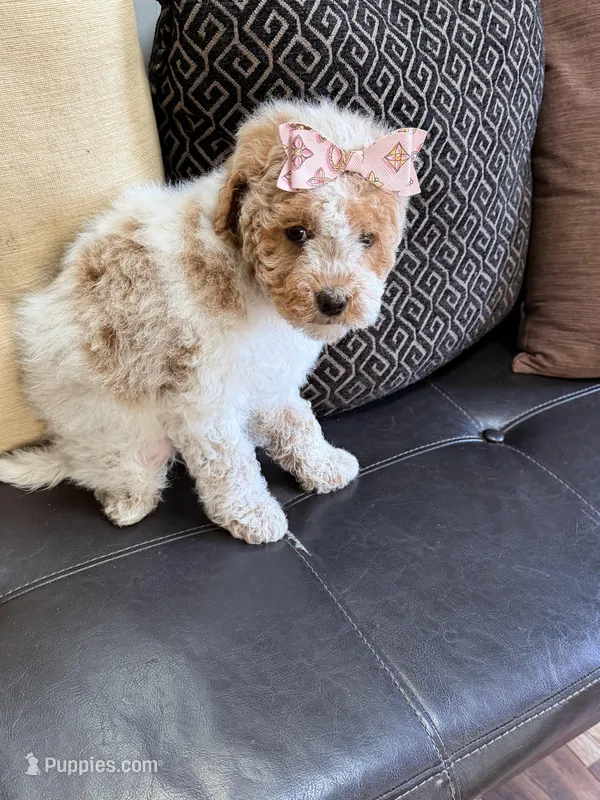 mini bernedoodle f1b – Poodle - Miniature , Miniature Bernedoodle puppy for sale in Richmond, IL