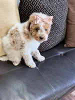 mini bernedoodle f1b, a female Poodle - Miniature  and Miniature Bernedoodle for sale in Richmond, IL – Photo 1 of 7