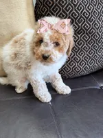 mini bernedoodle f1b, a female Poodle - Miniature  and Miniature Bernedoodle for sale in Richmond, IL – Photo 3 of 7