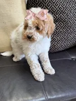 mini bernedoodle f1b, a female Poodle - Miniature  and Miniature Bernedoodle for sale in Richmond, IL – Photo 4 of 7