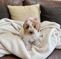 mini bernedoodle f1b, a female Poodle - Miniature  and Miniature Bernedoodle for sale in Richmond, IL – Photo 2 of 7