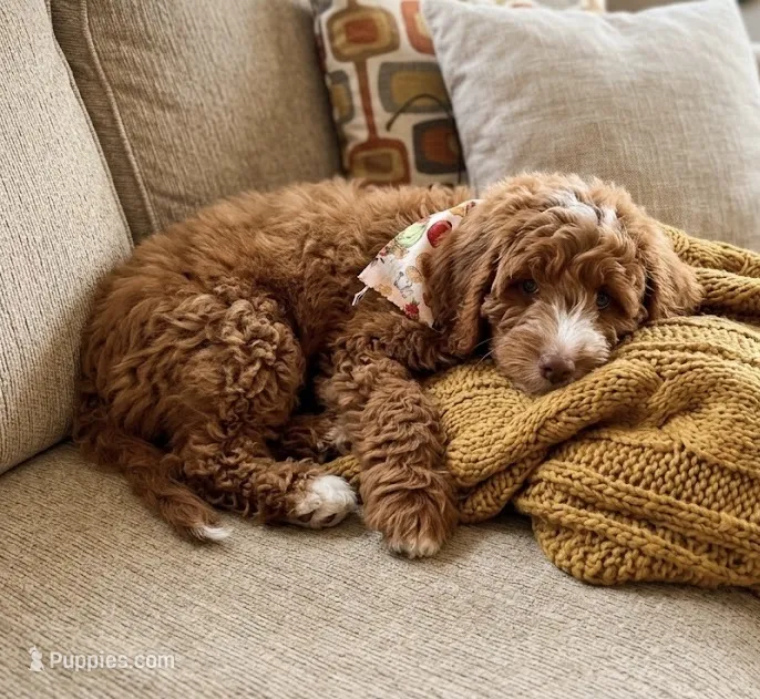 F1b Mini Goldendoodle – Miniature Goldendoodle puppy for sale in Richmond, IL