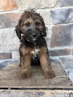 whoodle, a female Whoodle for sale in Richmond, IL – 3 of 3