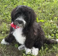 F1B Mini Bernedoodle, a male Poodle - Miniature  and Miniature Bernedoodle for sale in Richmond, IL – 5 of 6