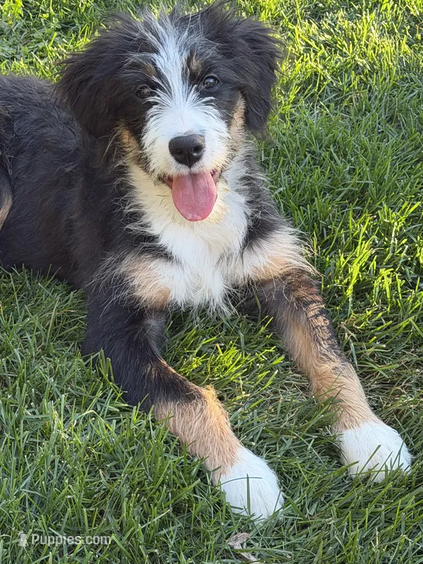 F1 BERNEDOODLE – Bernedoodle puppy for sale in Richmond, IL