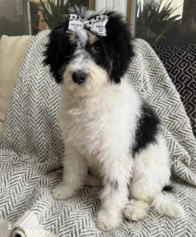 bernedoodle – Miniature Bernedoodle puppy for sale in Richmond, IL